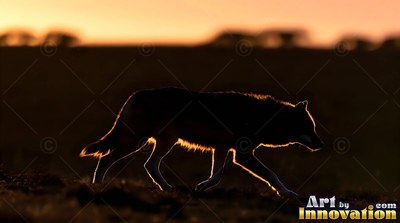 A dark wolf walks along a ridge outlined by bright sunset light
