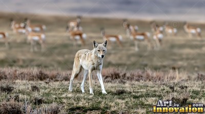 Slender pale legs carry a wolf across a dry grass plain under daylight