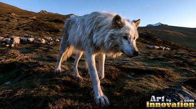 Walking forward, a light-colored wolf roams a grassy mountain slope