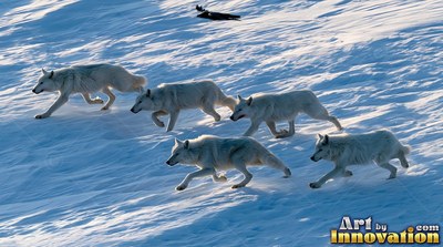 On sunlit blue snow, five white wolves run together in a pack