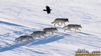 Running across white snow in sunlight, five gray wolves follow a black raven overhead