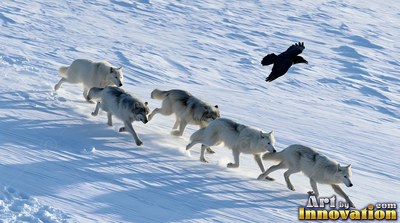 Five wolves running in a line through white snow under a raven