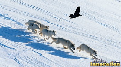 Thick pale fur covers a pack of white wolves running across sun lit snow below a raven
