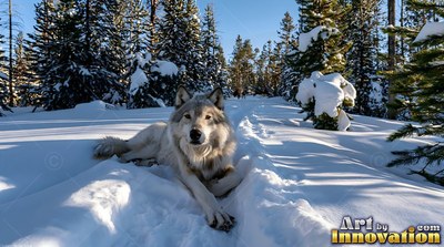 A wolf rests in deep snow, its fur shaded under bright morning sunlight