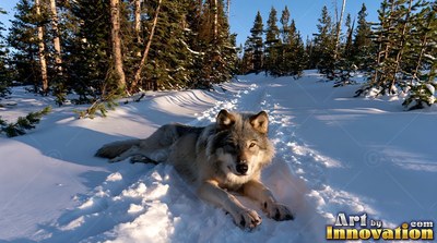 Lying down in the deep snow, a gray wolf rests along a sunny pine forest path