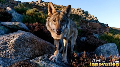 Standing on sunlit boulders, an Iberian wolf looks forward on a rocky hill