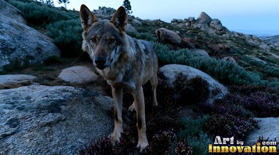 Dark gray wolf standing on rocky ground at dusk