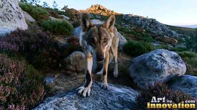 Dark markings line the front legs of a wolf standing on a rocky hillside with deer behind it