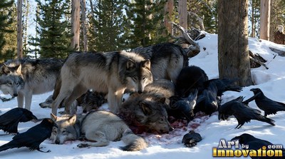 A pack of gray wolves and black ravens feed together in the snowy woods