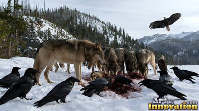 Feeding on a carcass in deep snow, a wolf pack gathers with black ravens and eagles