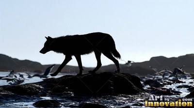 A wolf's dark silhouette walking across dark rocks near the pale water with birds around it