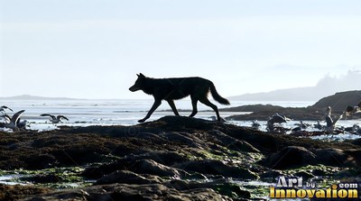 Walking across dark coastal rocks, a black wolf prowls past gulls by the ocean