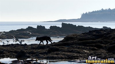 A black wolf walking on rocky tide pools by the ocean
