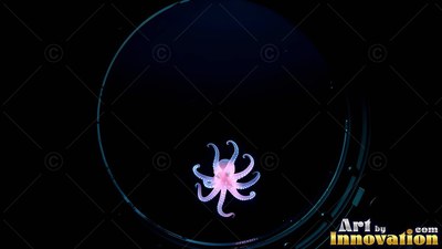 Curled pale pink arms spread out from a small octopus drifting in pitch black water