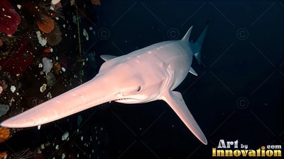 A pale goblin shark swims through the dark ocean water