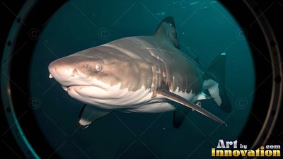 Large shark seen close up through a round submarine window