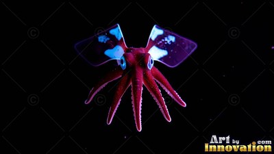 Drifting in deep water, a red squid flares two wide fins with bright white spots