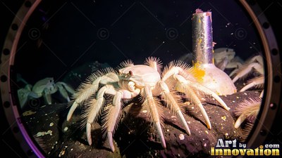 Through a round porthole, a pale hairy crab sits on dark rocks in deep water