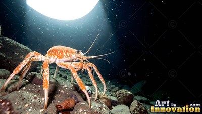 On the dark ocean floor, an orange crab crawls under a round beam of white light