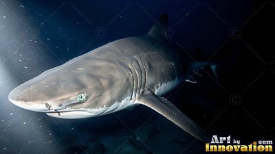 In dark ocean water, a gray bluntnose sixgill shark swims through a beam of light