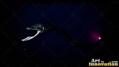 A gulper eel swims with an open mouth in black water