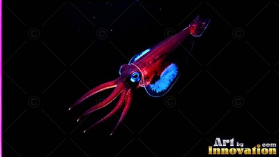 In pitch-the black water, a red squid swims with bright blue fins and big eyes