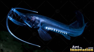 Long needle fangs show on a slender blue fish swimming through pitch the black water