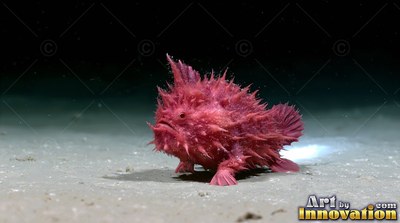 A spiky bright pink frogfish rests on the pale sandy ocean floor in the dark