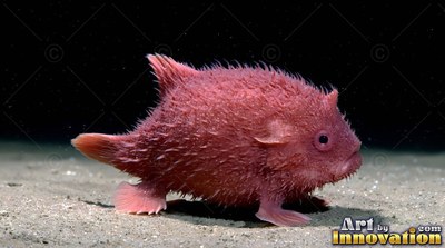 A round pink prickly fish sits on the sandy sea floor