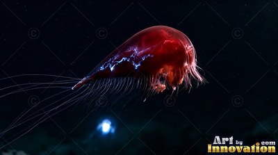 A red deep-sea jellyfish floats in the dark, shining with light blue streaks