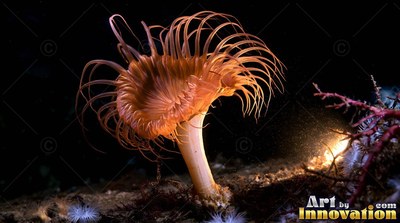 In the black ocean depths, an orange sea anemone opens wide on the seabed