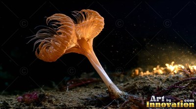 An orange sea anemone bent sideways on the shadowy ocean floor