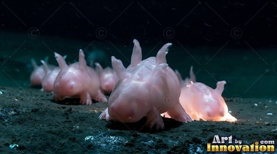 Several pale pink sea pigs crawl together across the deep ocean floor