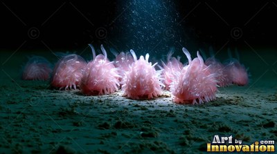 On the dim ocean floor, a cluster of spiky pink sea slugs rests under light
