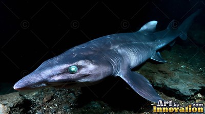 A gray shark with green eyes swims over dark rocks