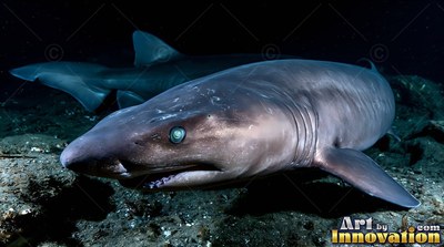 A blunt-nosed shark swims along the dark seabed, lit with pale blue-green eyes