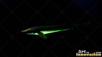 A small dark shark swims with bright green light under its belly