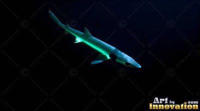 Pale green belly shining against black water, a slender shark swims down