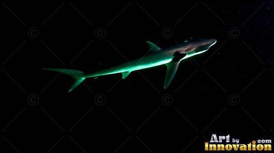 A shark swims diagonally through pitch-inky water, caught in bright greenish-blue light