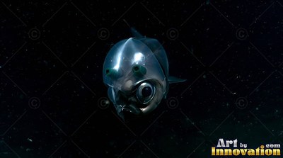 Floating in dark water, a barreleye fish shows its clear dome head and green eyes