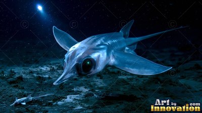 Large black eyes look forward on a silver ghost shark swimming across the deep ocean floor