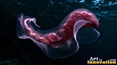 A pink sea cucumber swimming through deep dim water