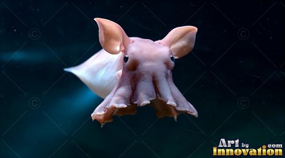 In dim ocean water, a pale pink dumbo octopus swims forward with ear-like fins