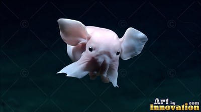 Swimming through black water, a pale pink dumbo octopus flaps wide ear fins