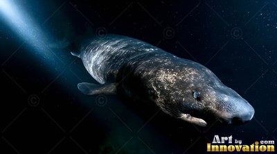 A mottled gray shark swims through deep black water into a sharp beam of blue light