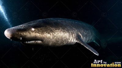 Turned toward the camera, a gray shark swims through the black water under flashlight beams