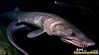 Frilled shark swimming in the dark water showing its sharp white teeth