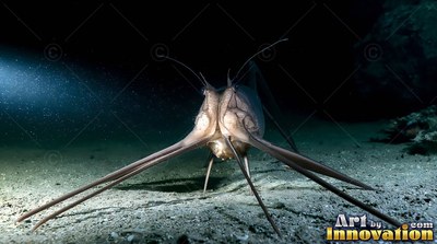 On the shadowy ocean floor, a pale tripod fish props itself up on long thin fins