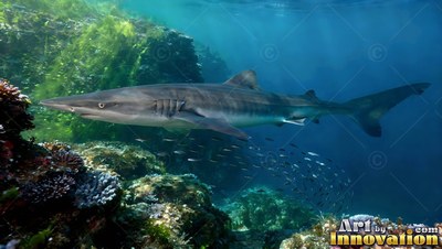 Pale gill slits mark a gray shark cruising past green coral under deep blue water