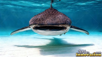 Facing forward, a whale shark swims over shallow white sand in clear pale blue water